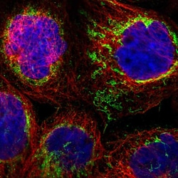 Invitrogen SHMT2 Polyclonal Antibody 100 &mu;L; Unconjugated:Antibodies,