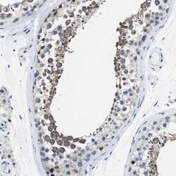 Invitrogen ASZ1 Polyclonal Antibody 100 &mu;L; Unconjugated:Antibodies,