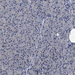Invitrogen MIS18A Polyclonal Antibody 100 &mu;L; Unconjugated:Antibodies,