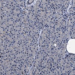 Invitrogen MIS18A Polyclonal Antibody 100 &mu;L; Unconjugated:Antibodies,