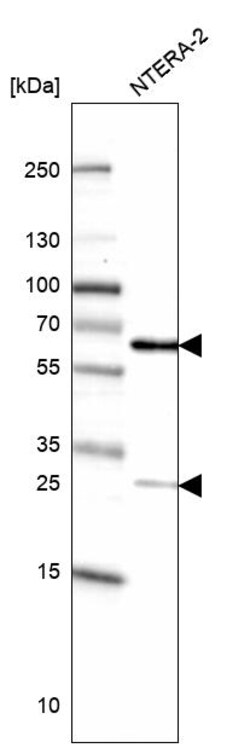 Invitrogen MIS18A Polyclonal Antibody 100 &mu;L; Unconjugated:Antibodies,