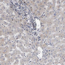 Invitrogen IPPK Polyclonal Antibody 100 &mu;L; Unconjugated:Antibodies,