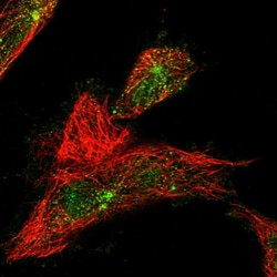 Invitrogen WDR60 Polyclonal Antibody 100 &mu;L; Unconjugated:Antibodies,
