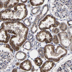 Invitrogen AASS Polyclonal Antibody 100 &mu;L; Unconjugated:Antibodies,