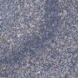 Invitrogen TEX2 Polyclonal Antibody 100 &mu;L; Unconjugated:Antibodies,