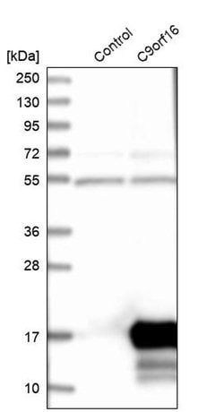 Invitrogen CI016 Polyclonal Antibody 100 &mu;L; Unconjugated:Antibodies,