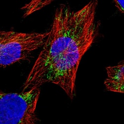 Invitrogen AASS Polyclonal Antibody 100 &mu;L; Unconjugated:Antibodies