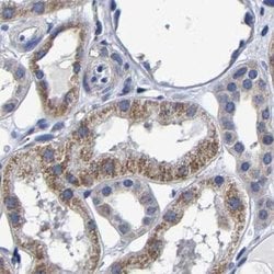 Invitrogen AASS Polyclonal Antibody 100 &mu;L; Unconjugated:Antibodies,