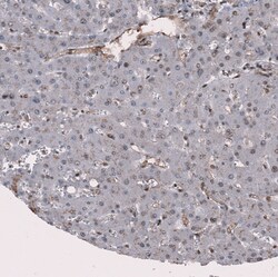 Invitrogen EndoGlyx-1 Polyclonal Antibody 100 &mu;L; Unconjugated:Antibodies,