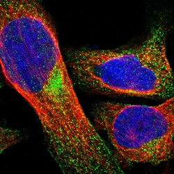 Invitrogen BCL2L12 Polyclonal Antibody 100 &mu;L; Unconjugated:Antibodies,