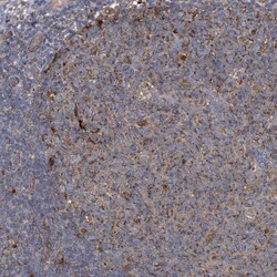 Invitrogen BCL2L12 Polyclonal Antibody 100 &mu;L; Unconjugated:Antibodies,