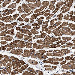Invitrogen SFXN4 Polyclonal Antibody 100 &mu;L; Unconjugated:Antibodies,