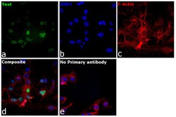 Invitrogen DPF2 Polyclonal Antibody 100 &mu;L; Unconjugated:Antibodies,