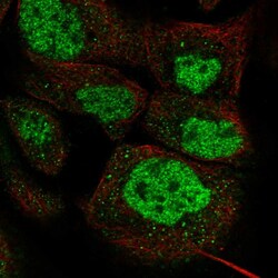 Invitrogen DPF2 Polyclonal Antibody 100 &mu;L; Unconjugated:Antibodies,