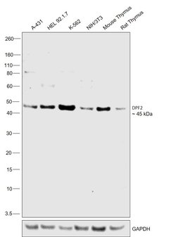 Invitrogen DPF2 Polyclonal Antibody 100 &mu;L; Unconjugated:Antibodies,