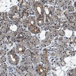 Invitrogen DPF2 Polyclonal Antibody 100 &mu;L; Unconjugated:Antibodies,