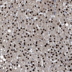 Invitrogen ZNF20 Polyclonal Antibody 100 &mu;L; Unconjugated:Antibodies,