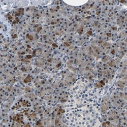 Invitrogen METTL1 Polyclonal Antibody 100 &mu;L; Unconjugated:Antibodies,