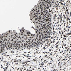 Invitrogen METTL1 Polyclonal Antibody 100 &mu;L; Unconjugated:Antibodies,