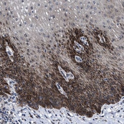 Invitrogen HAUS6 Polyclonal Antibody 100 &mu;L; Unconjugated:Antibodies,