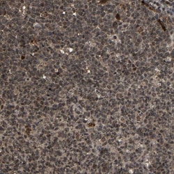 Invitrogen HAUS6 Polyclonal Antibody 100 &mu;L | Buy Online | Invitrogen&trade; | Fisher Scientific