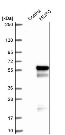 Invitrogen MURC Polyclonal Antibody 100 &mu;L; Unconjugated:Antibodies,