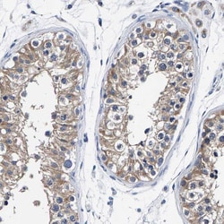 Invitrogen KIAA1045 Polyclonal Antibody 100 &mu;L; Unconjugated:Antibodies,