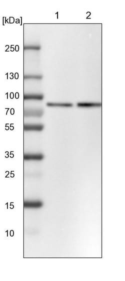 Invitrogen PLAA Polyclonal Antibody 100 &mu;L; Unconjugated:Antibodies,
