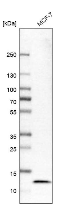 Invitrogen LAMTOR4 Polyclonal Antibody 100 &mu;L | Buy Online | Invitrogen&trade; | Fisher Scientific
