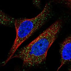 Invitrogen POP7 Polyclonal Antibody 100 &mu;L; Unconjugated:Antibodies,