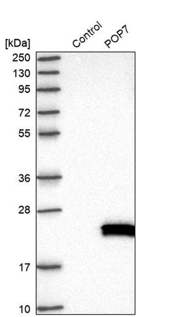 Invitrogen POP7 Polyclonal Antibody 100 &mu;L; Unconjugated:Antibodies,
