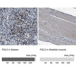 Invitrogen FGL2 Polyclonal Antibody 100 &mu;L; Unconjugated:Antibodies,