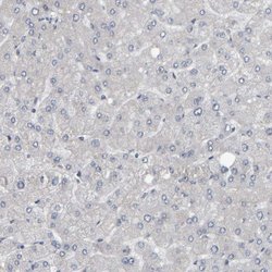 Invitrogen MURC Polyclonal Antibody 100 &mu;L; Unconjugated:Anticuerpos