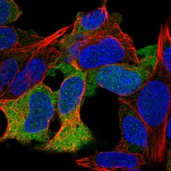 Invitrogen KIAA0895 Polyclonal Antibody 100 &mu;L; Unconjugated:Antibodies,