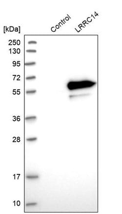 Invitrogen LRRC14 Polyclonal Antibody 100 &mu;L | Buy Online | Invitrogen&trade; | Fisher Scientific