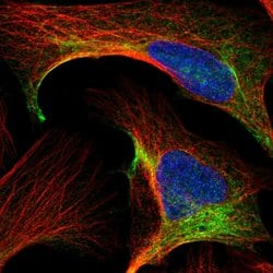 Invitrogen TCP-1 theta Polyclonal Antibody 100 &mu;L; Unconjugated:Antibodies,