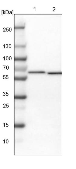 Invitrogen TCP-1 theta Polyclonal Antibody 100 &mu;L | Buy Online | Invitrogen&trade; | Fisher Scientific