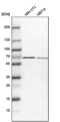 Invitrogen NOP58 Polyclonal Antibody 100 &mu;L; Unconjugated:Antibodies,