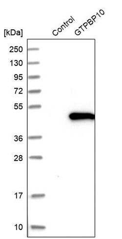 Invitrogen GTPBP10 Polyclonal Antibody 100 &mu;L; Unconjugated:Antibodies,