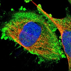 Invitrogen RGP1 Polyclonal Antibody 100 &mu;L; Unconjugated:Antibodies,