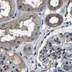 MYO18A Polyclonal Antibody, Invitrogen 100 &mu;L; Unconjugated:Antibodies,