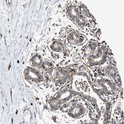 MRPS30 Polyclonal Antibody:Antibodies, Polyclonal