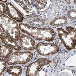 MRPS30 Polyclonal Antibody:Antibodies, Polyclonal