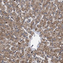 MRPS30 Polyclonal Antibody:Antibodies, Polyclonal