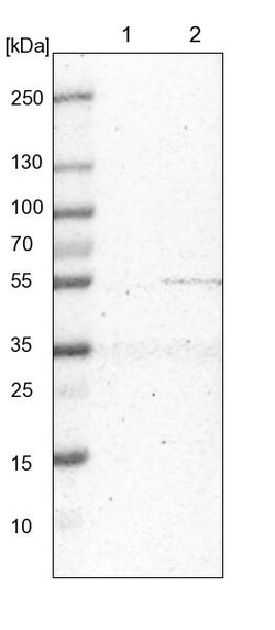 Invitrogen MRPS30 Polyclonal Antibody 100 &mu;L | Buy Online | Invitrogen&trade; | Fisher Scientific