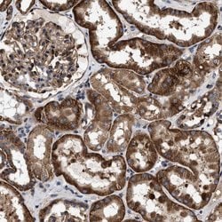 MRPS30 Polyclonal Antibody:Antibodies, Polyclonal