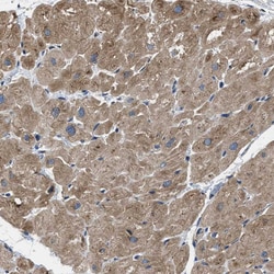 Invitrogen PDP1 Polyclonal Antibody 100 &mu;L; Unconjugated:Antibodies,