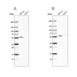 Invitrogen PDP1 Polyclonal Antibody 100 &mu;L; Unconjugated:Antibodies,