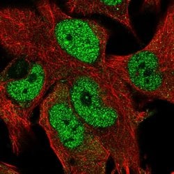 Invitrogen ZN827 Polyclonal Antibody 100 &mu;L; Unconjugated:Antibodies,