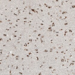 Invitrogen ZN827 Polyclonal Antibody 100 &mu;L; Unconjugated:Antibodies,
